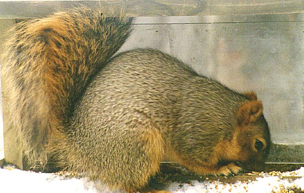 fox squirrel