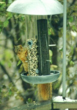 gray squirrel